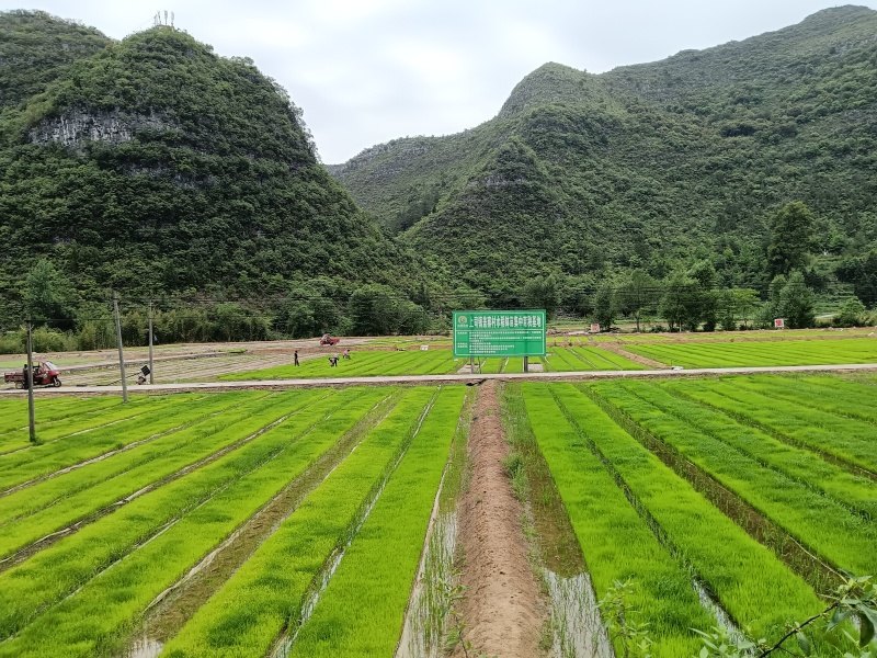 水稻机插秧助农减负增收。