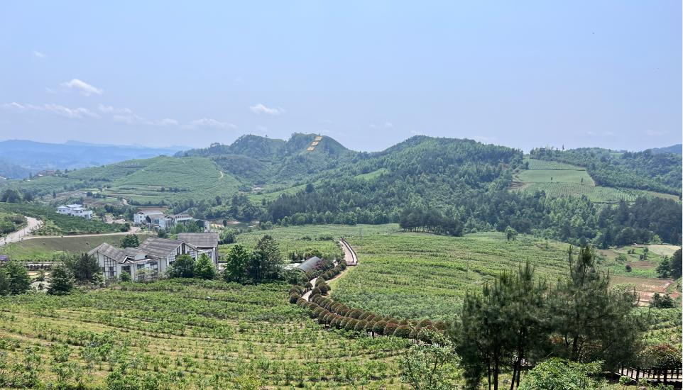 麻江縣藍莓產業示范園。