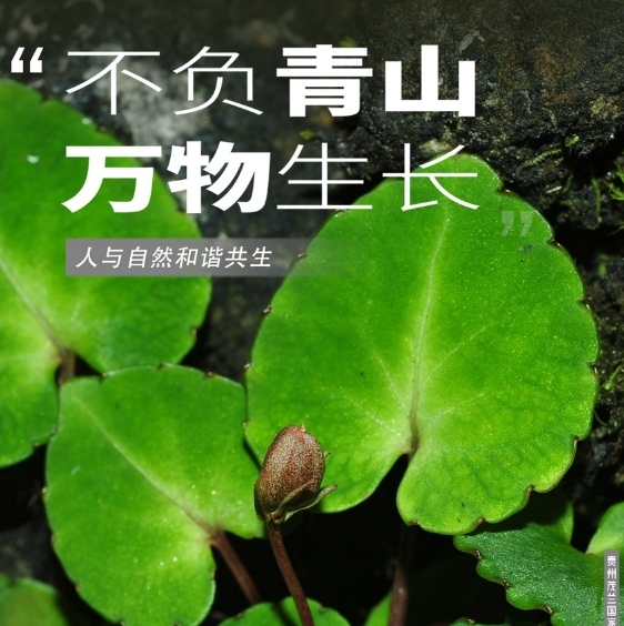 生态贵州 | 探寻贵州山林间的生物多样性