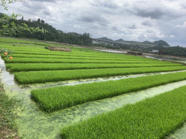 田間披“綠裝”。