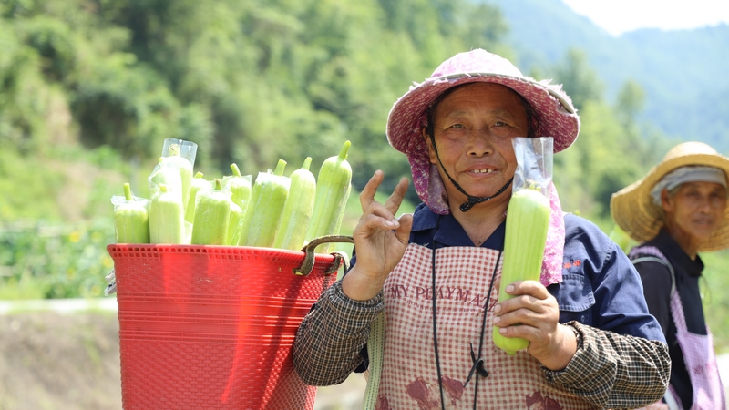 群众正在采摘丝瓜。