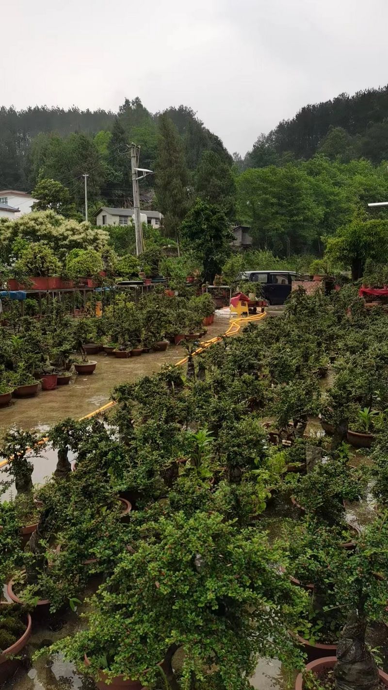 致富带头人罗浩家的盆景园。