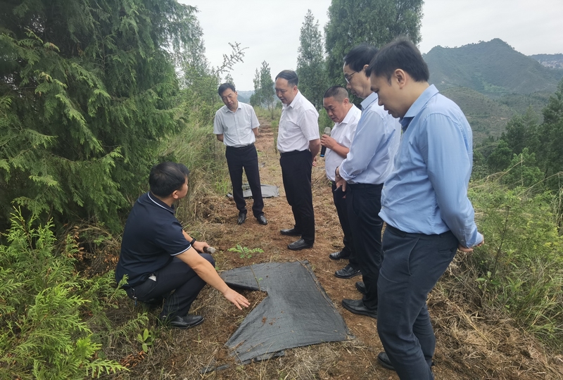 图片1与会人员参观黄平县谷陇镇岩门司村退化林修复项目。