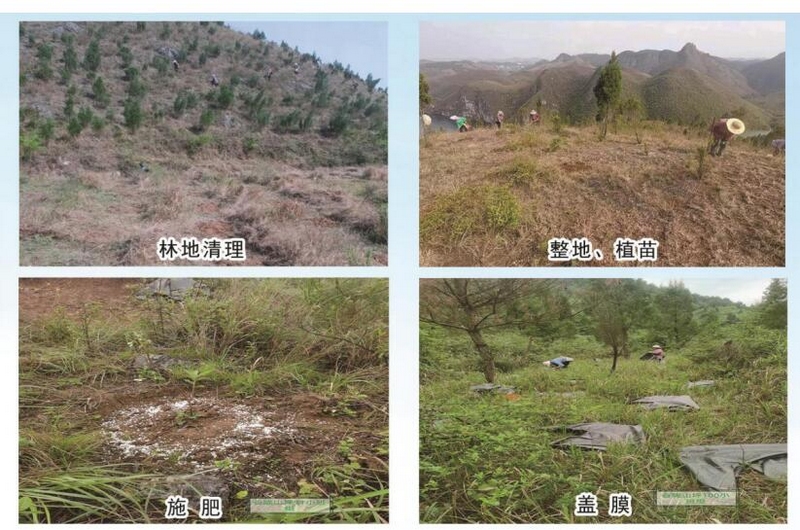 3黄平县岩门司村退化林修复项目实施中。