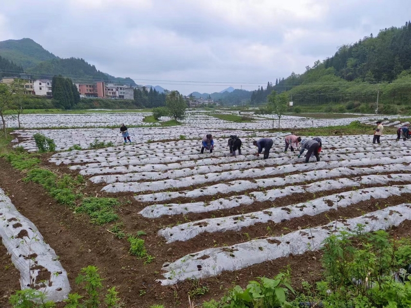 辣椒種植基地。