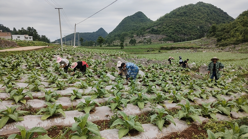 烤煙種植基地。