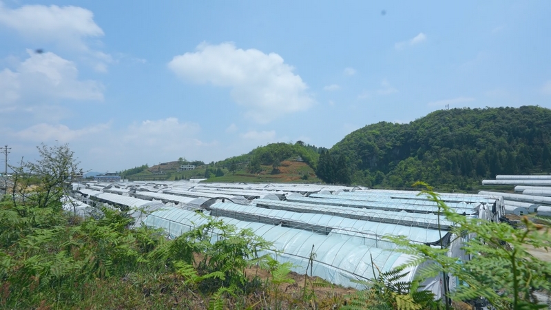 食用菌種植基地。