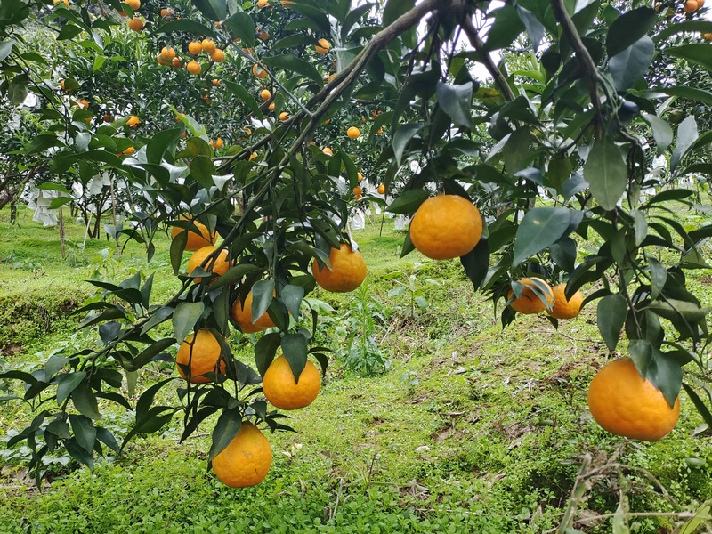 柑橘产业。