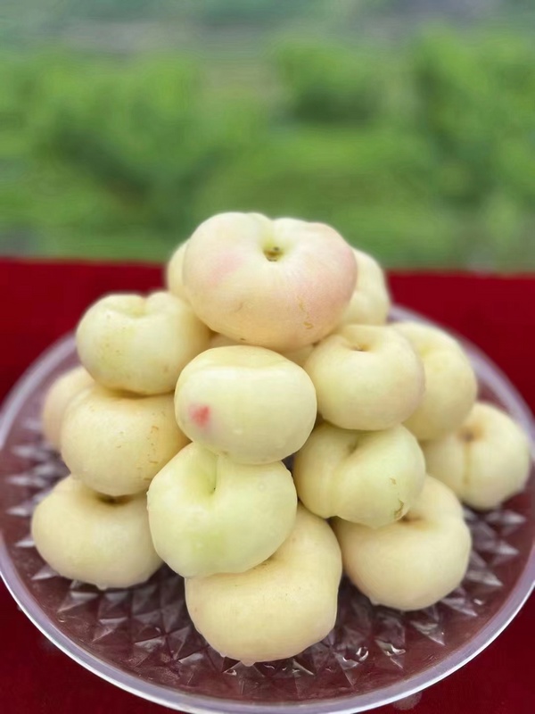 新鲜采摘的黄桃。