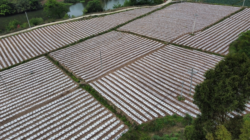 茶園鎮沿河村盛豐農場種植基地。黃源匯攝