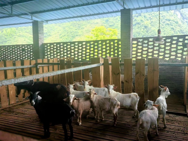 图为贵州白山羊养殖场。