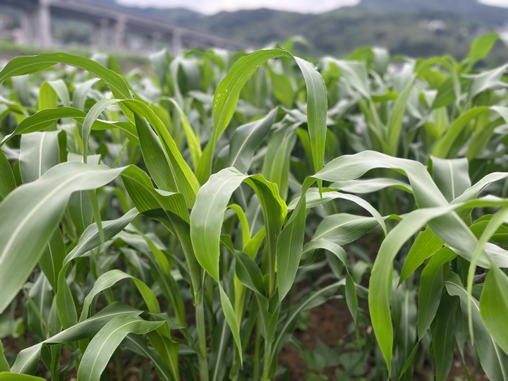 高粱种植基地。