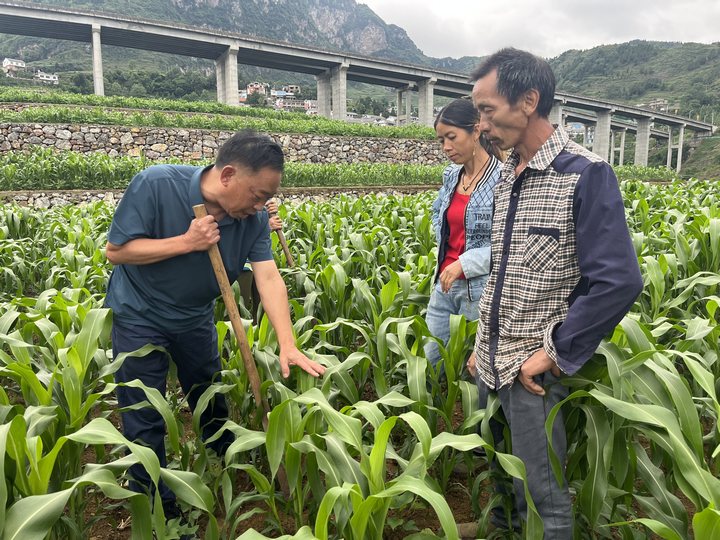 火石镇农业服务中心副主任陈光达为农户讲解知识。