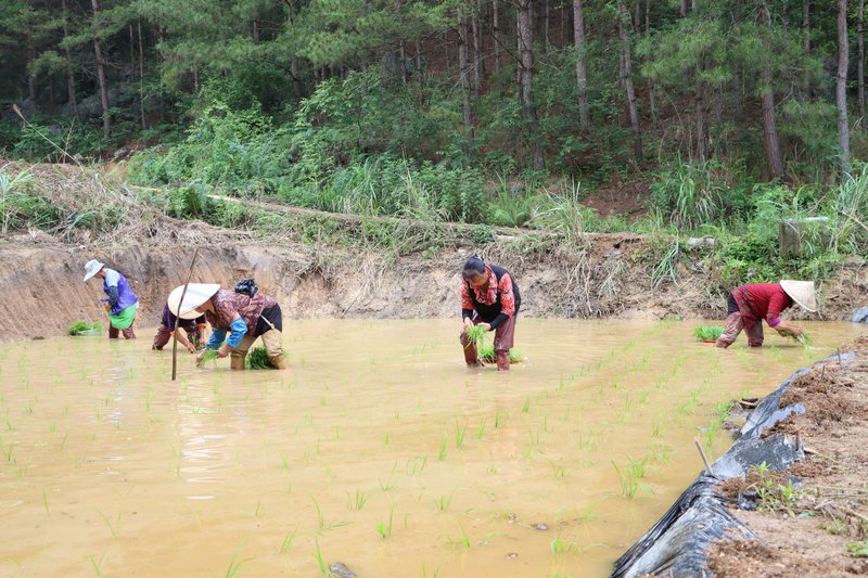 独山：旱地改水田 致富新“稻”路。