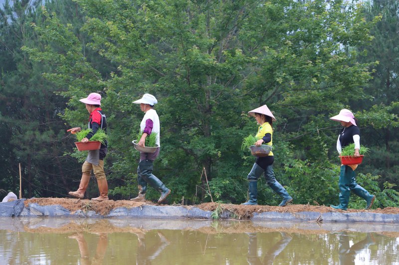 独山：旱地改水田 致富新“稻”路。