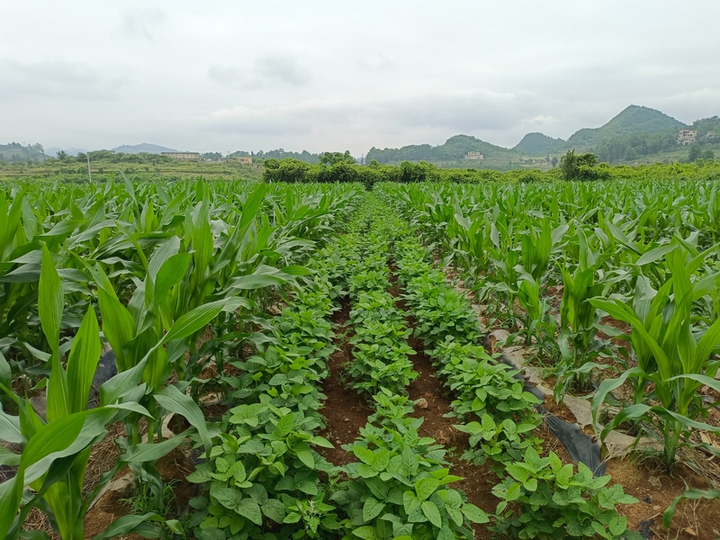 犁倭镇岩脚村大豆玉米带状复合种植。