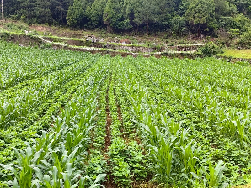 暗流鎮洗米村大豆玉米復合種植。