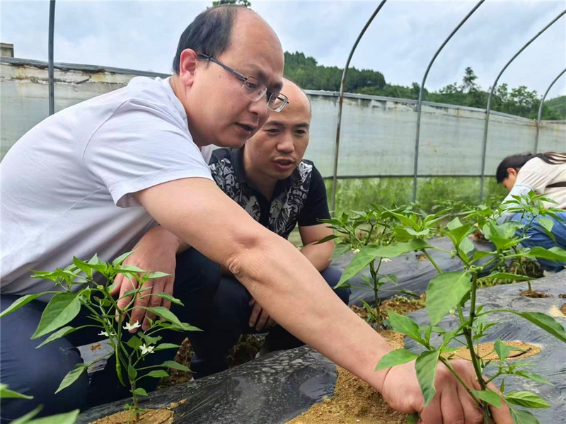 (2)科技特派員團團長朱熠鵬為辣椒苗打掉多余的枝葉。