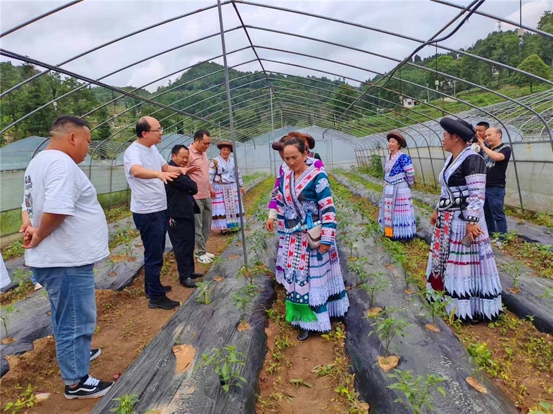 (3)科技特派團開展辣椒培育技術指導服務。