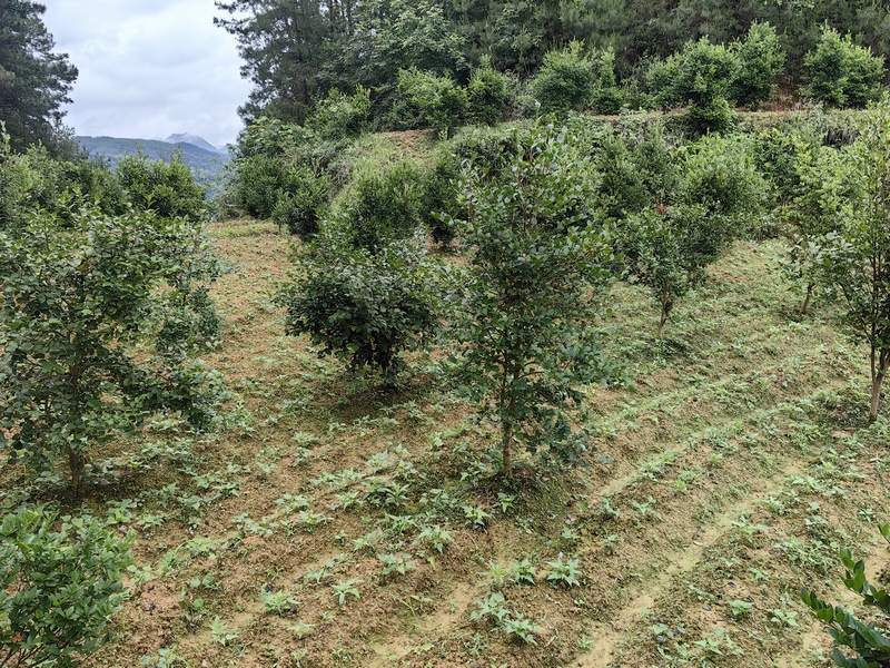 油茶林套种“双高”红薯（何敏摄）