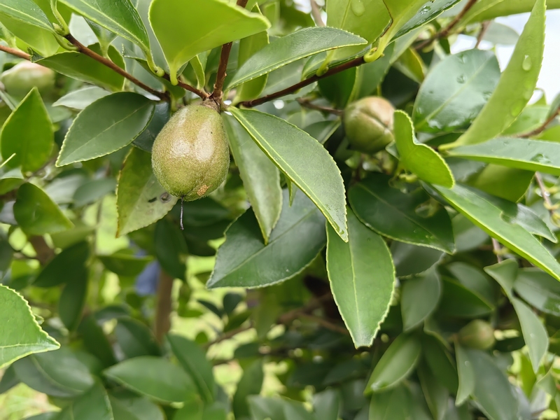 油茶果1（何敏摄）