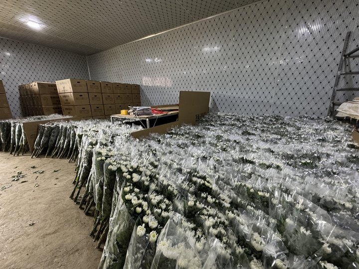 冷库中正在等待打包的花卉。