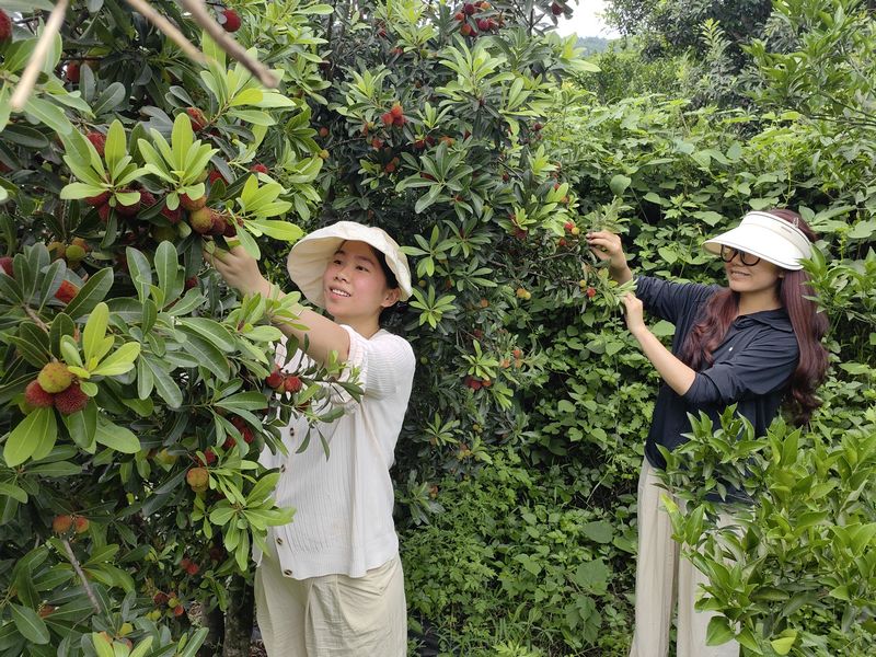 3、游客正在採摘楊梅。.jpg