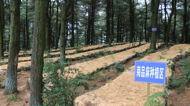 平山鎮林下天麻種植基地。 平山鎮供圖.jpg