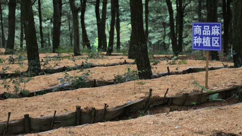平山鎮林下天麻種植基地。平山鎮供圖.jpg