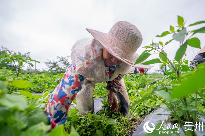 种植基地内，农户为辣椒拔草、疏枝。人民网记者 涂敏摄