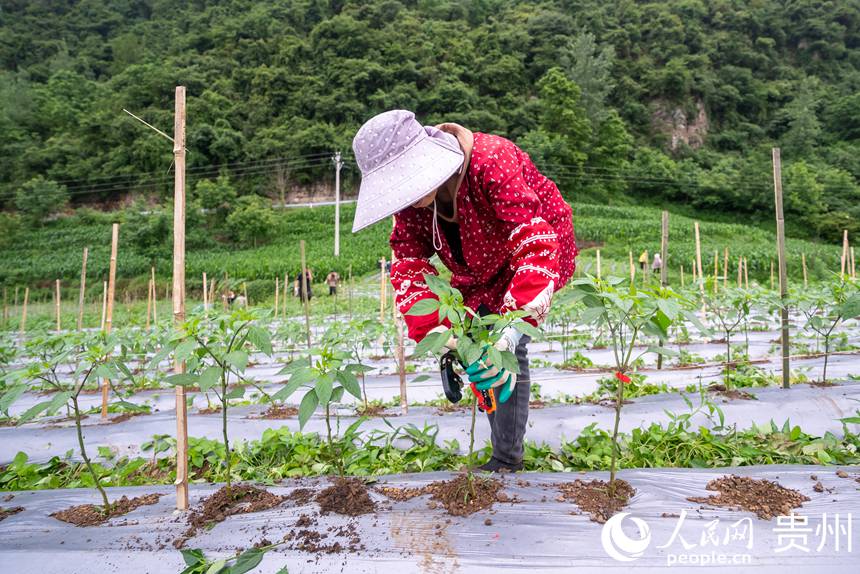 辣椒種植基地內，農戶對辣椒苗進行加固。人民網記者 涂敏 攝
