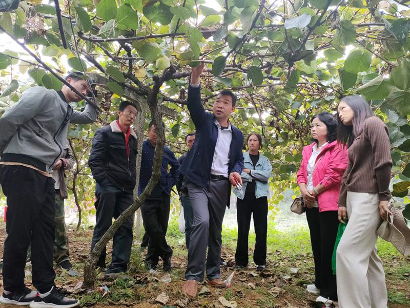 金旗村驻村干部邀请农技专家开展猕猴桃种植培训。