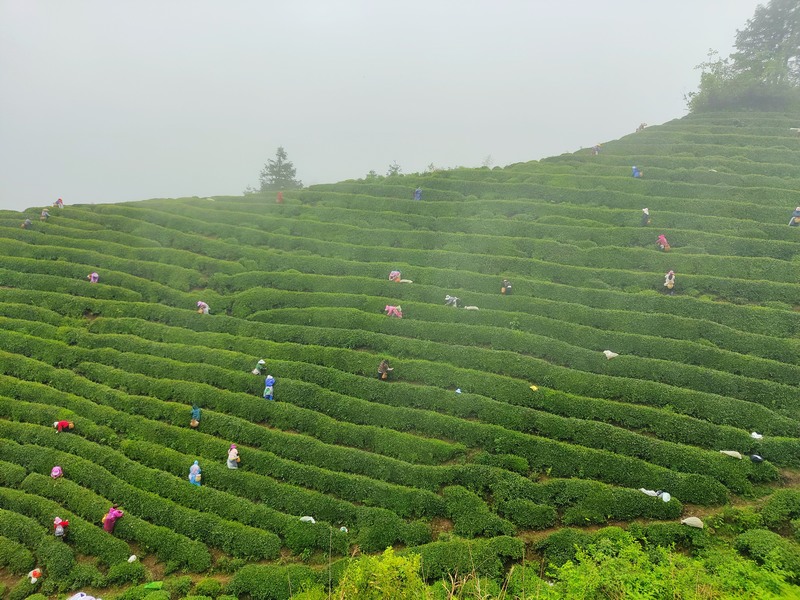 雷山生态好茶园。