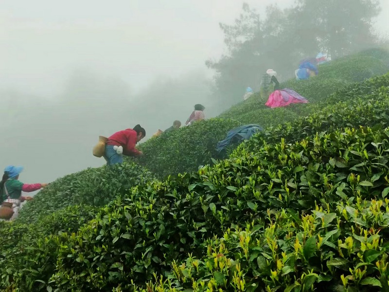 雷山茶农在采茶。