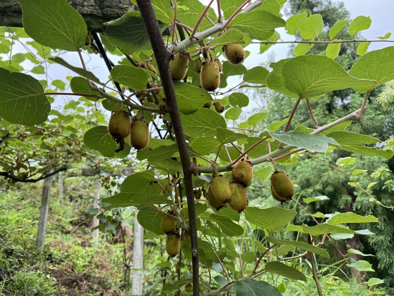 白云区麦架镇摆茅村村民的猕猴桃园种植情况。图片由工行清镇支行提供