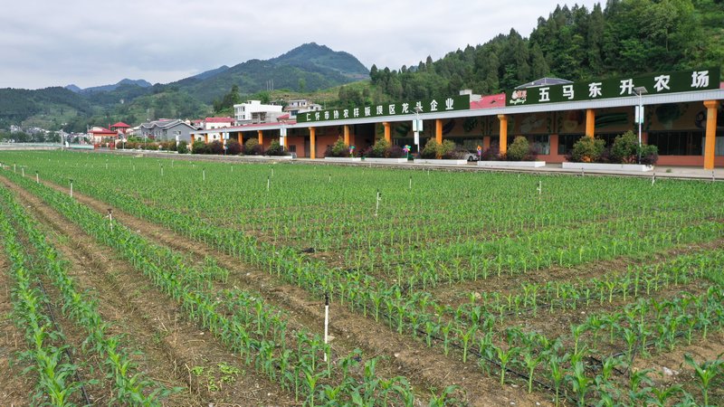 贵州茅台流域东升农场。余甚君摄