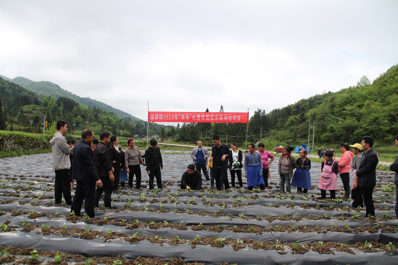 印江自治县杨柳镇杨家寨村“双高”红薯示范基地里，种植户围着农艺师学习新技术。梅亚军摄