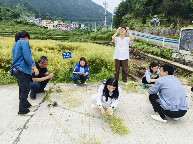 印江青年人才在田间地头。