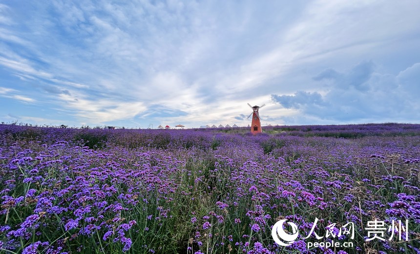 石門錦繡田園景區的夏季限定紫色花海等你來賞。人民網 敖嘉鈺攝