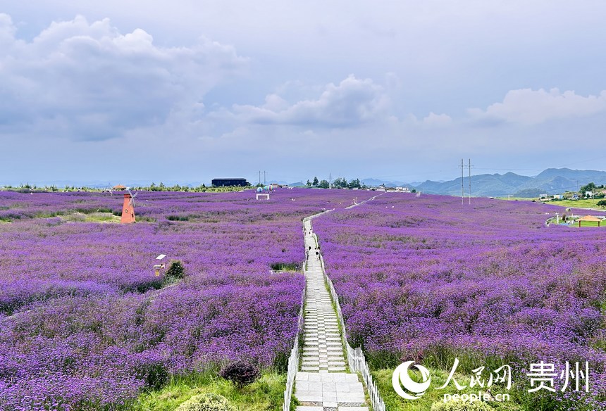 石门锦绣田园景区的夏季限定紫色花海等你来赏。人民网 敖嘉钰摄