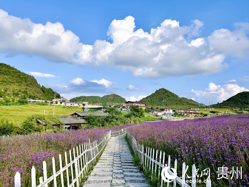 石门锦绣田园景区的夏季限定紫色花海等你来赏。人民网 敖嘉钰摄