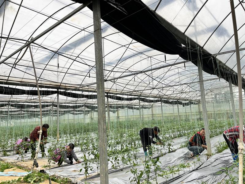 图为：辣椒基地忙