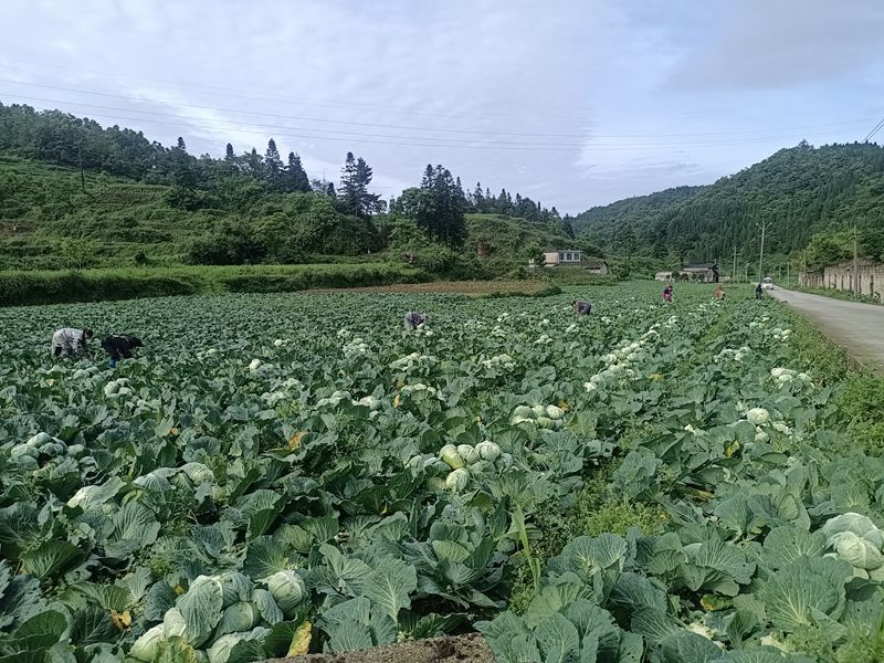 图为：莲花白基地 (1)