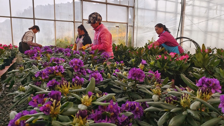 在百里杜鹃汇境花卉科技园里工人们正在打理、管护高山冷凉杜鹃花。