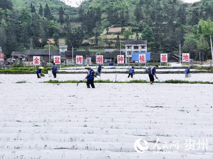 鎮遠縣金盆烤煙種植基地內，煙農們正忙著移栽煙苗。人民網記者 王秀芳攝
