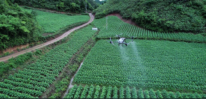 無人機植保飛防。張洪霏攝
