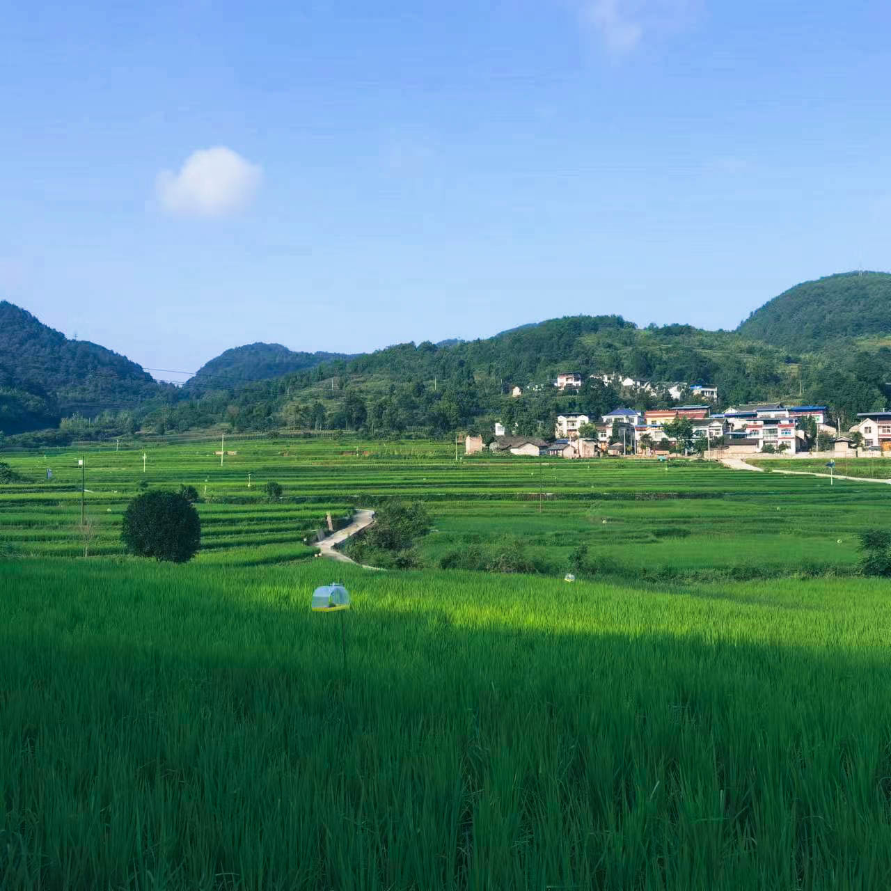 图为有机稻田。