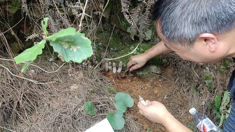 工作人员查看野生菌品种。