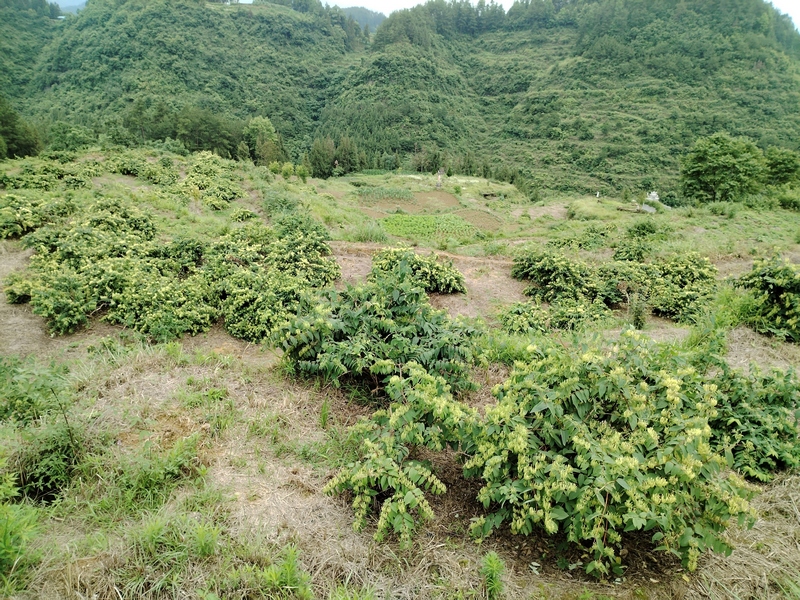 黑水镇新典村金银花种植基地