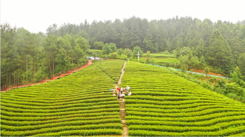 白叶一号茶山